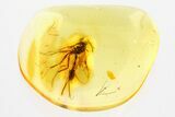 Detailed Fossil Ichneumon Wasp (Ichneumonidae) In Baltic Amber #357739-1